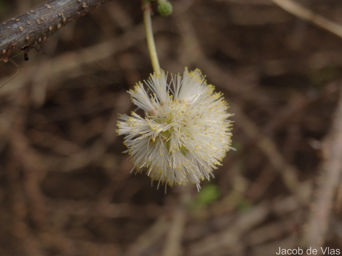 Vachellia planifrons (Wight & Arn.) Ragup., Seigler, Ebinger & Maslin